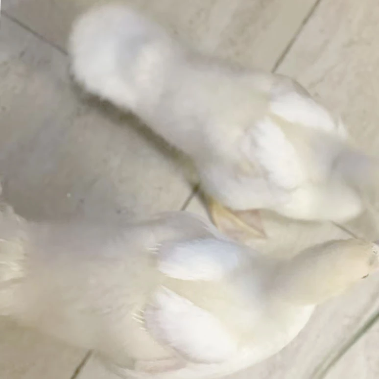 宠物鸭 观赏鸭 罗纹鸭 红脸鸭