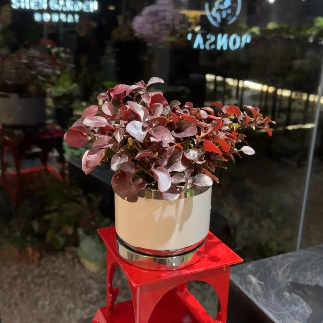 全部花朵山野草陶盆