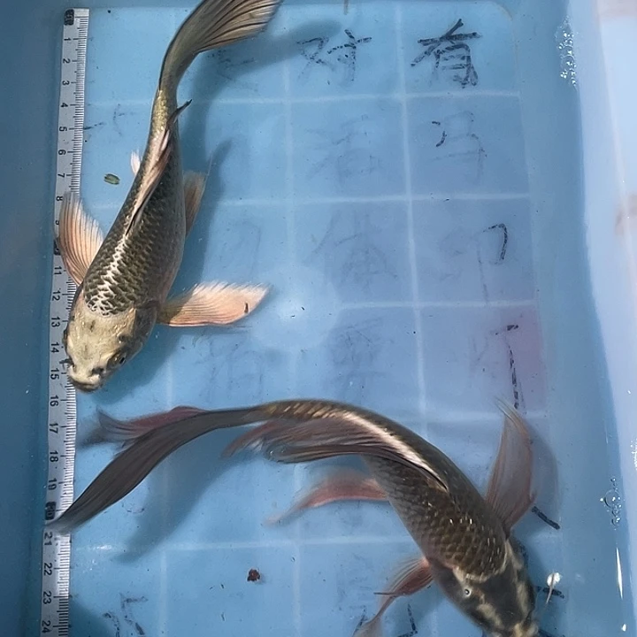 蝴蝶鲤鱼渔场直发05