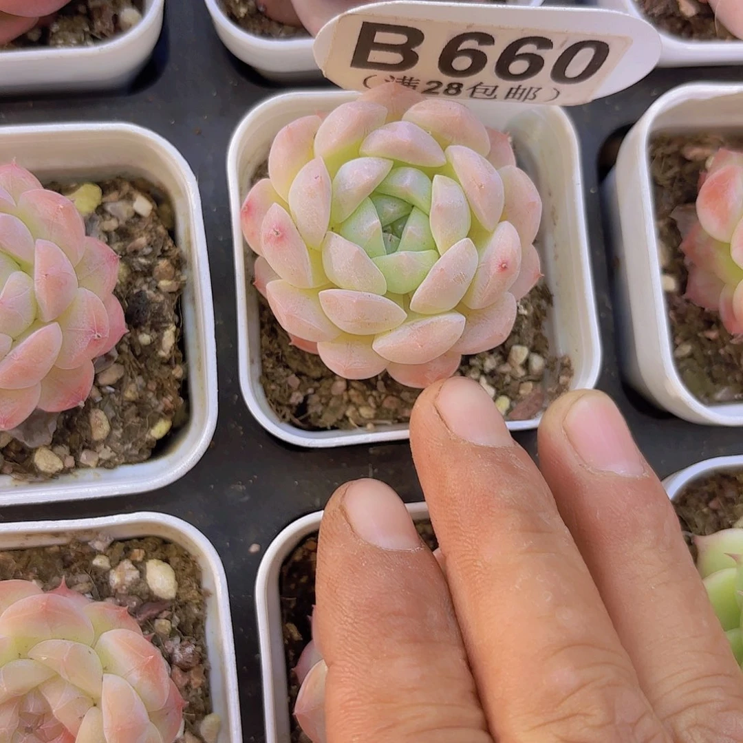 B660小仙女一物一拍