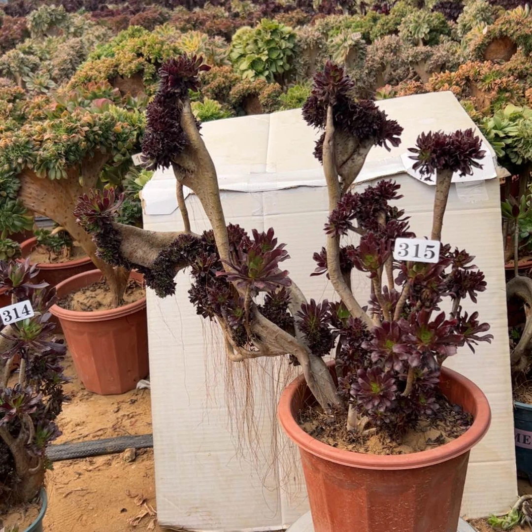 有伤黑缀315一大颗