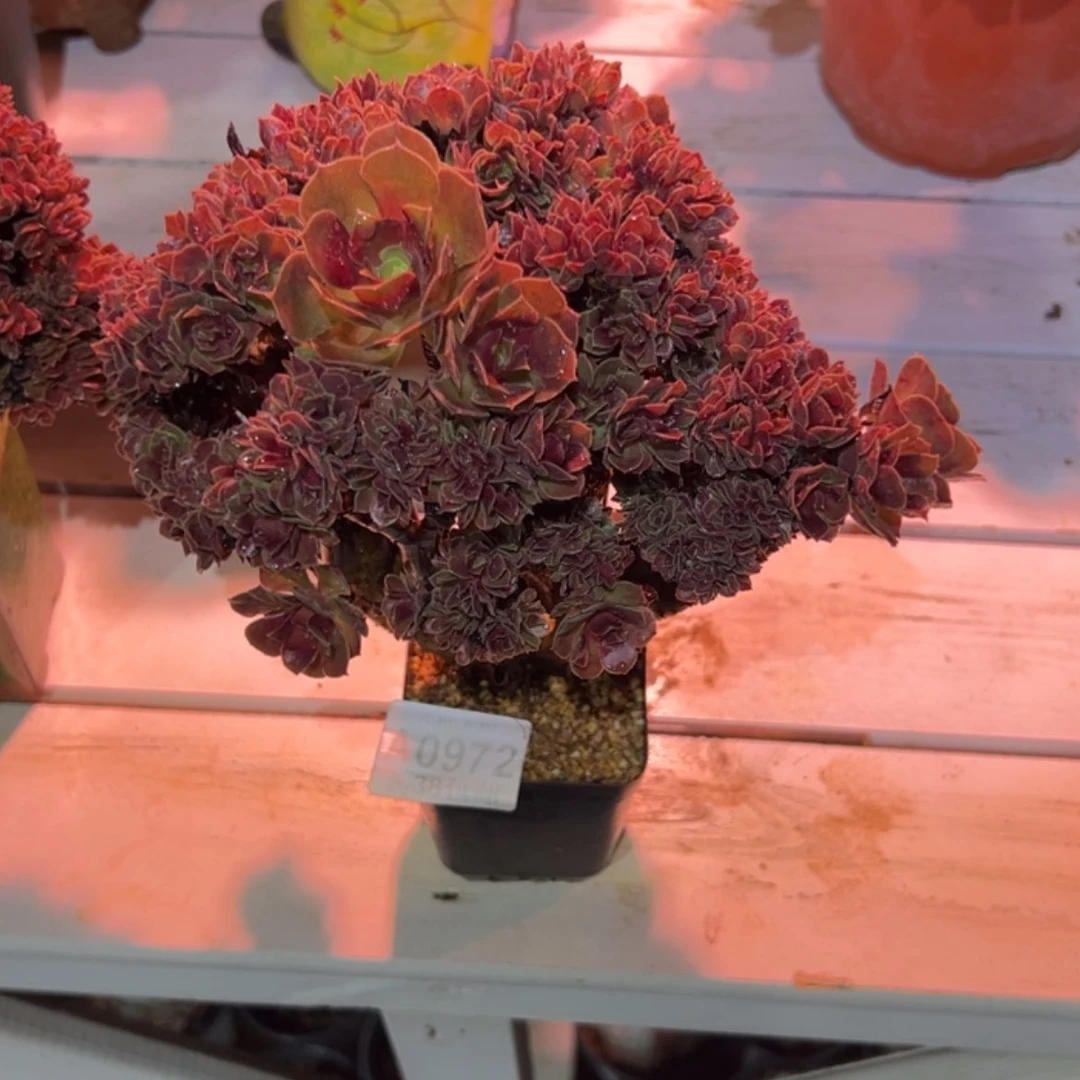 【闪购商品】一**秀972玫瑰缀化多肉