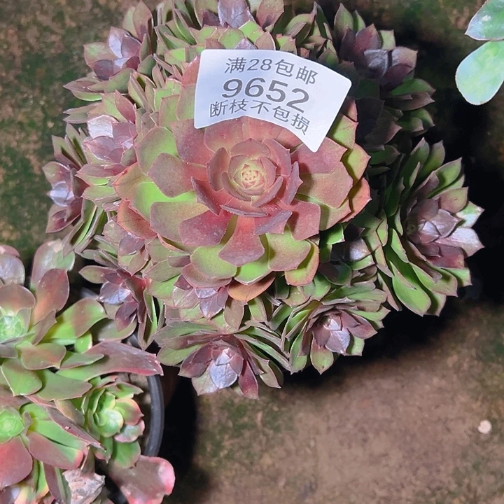 9652桃花石多肉植物