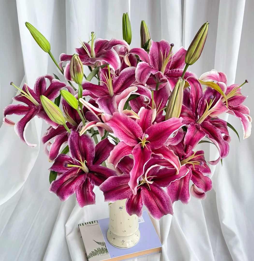 【黑美人AK】黑美人香水百合 | 全场任意满两单鲜花包邮