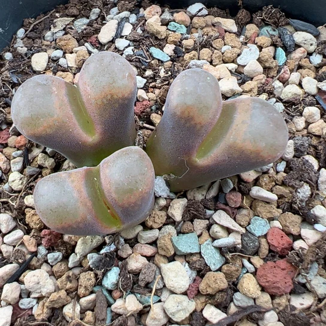 10.26好看的多肉脱土发货718