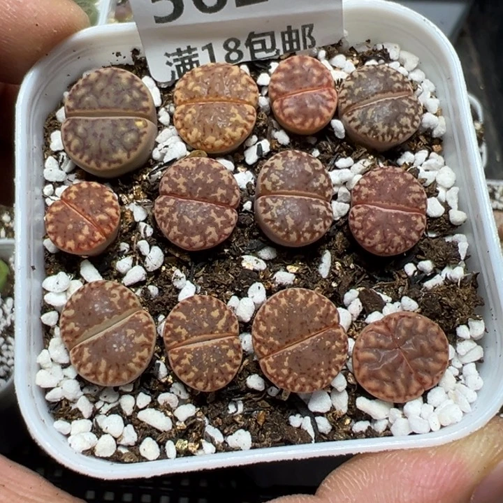 【闪购商品】 562。