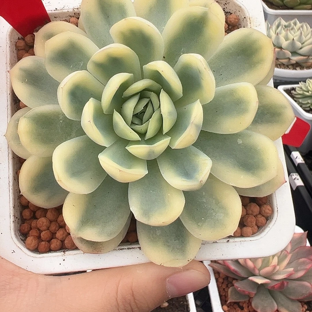 54号草莓冰锦多肉植物