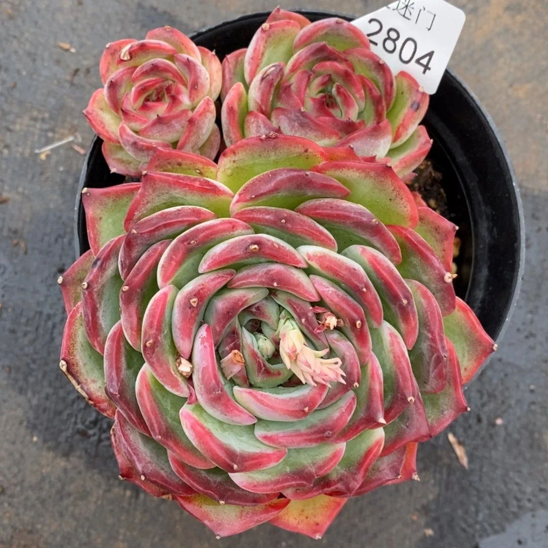 乔*板不包整散掉头2804