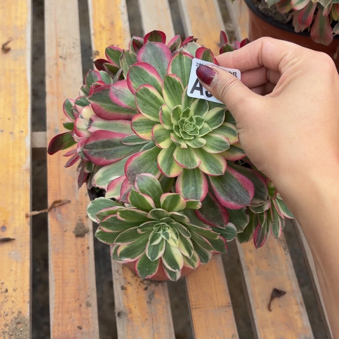 390多肉植物捧花的时候