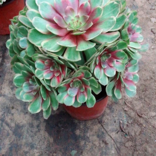 清****无花朵117万七彩法师多肉植物