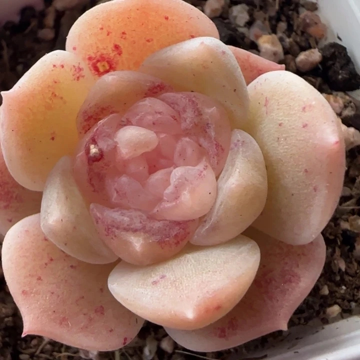 白体绝绝子多肉一颗