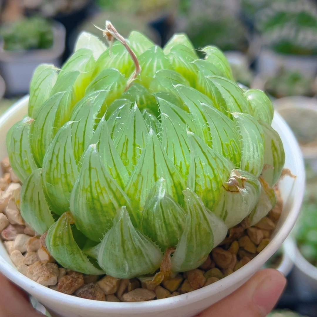 勇**惧樱水晶锦多肉多肉多肉1