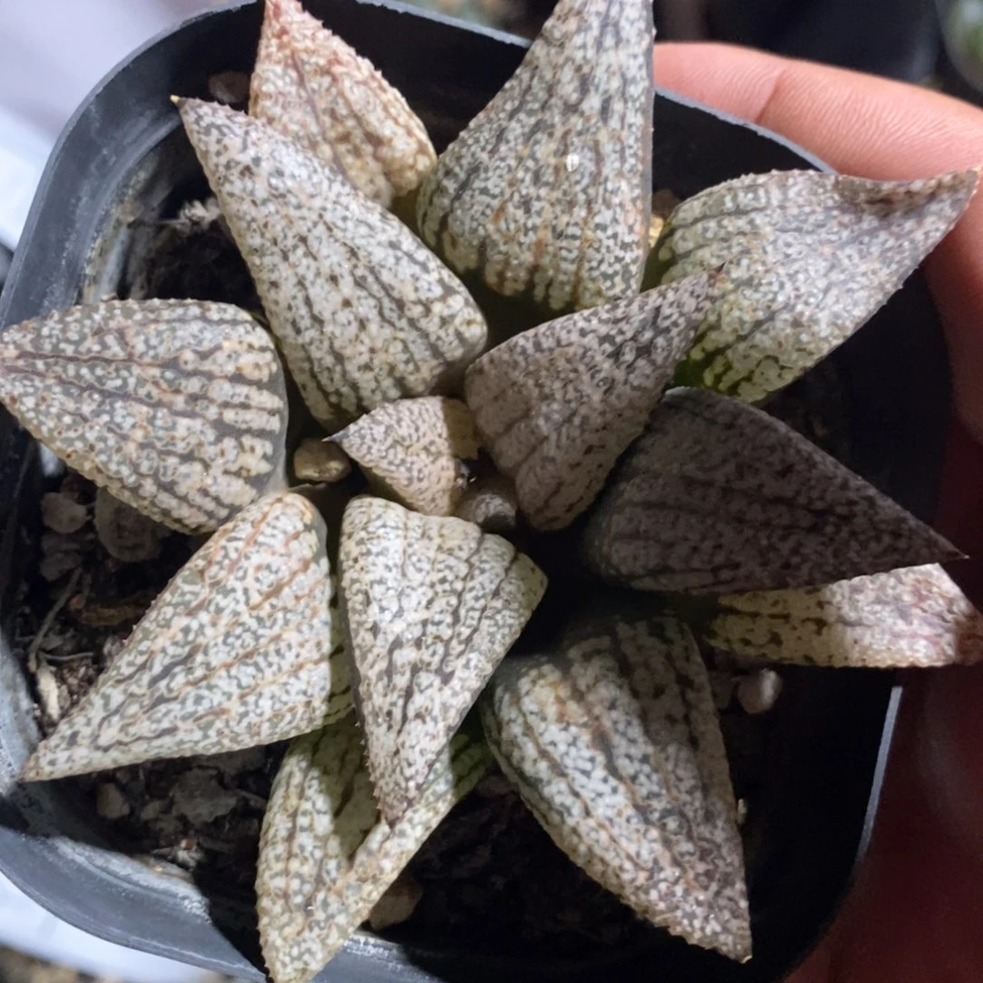 晓***艳1339 一颗白银 超级福利