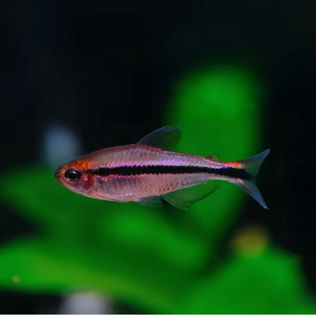 高端小型灯科鱼·卢阿娜魔鬼·3-3.5cm·无开箱不售后·入缸不包损❗️