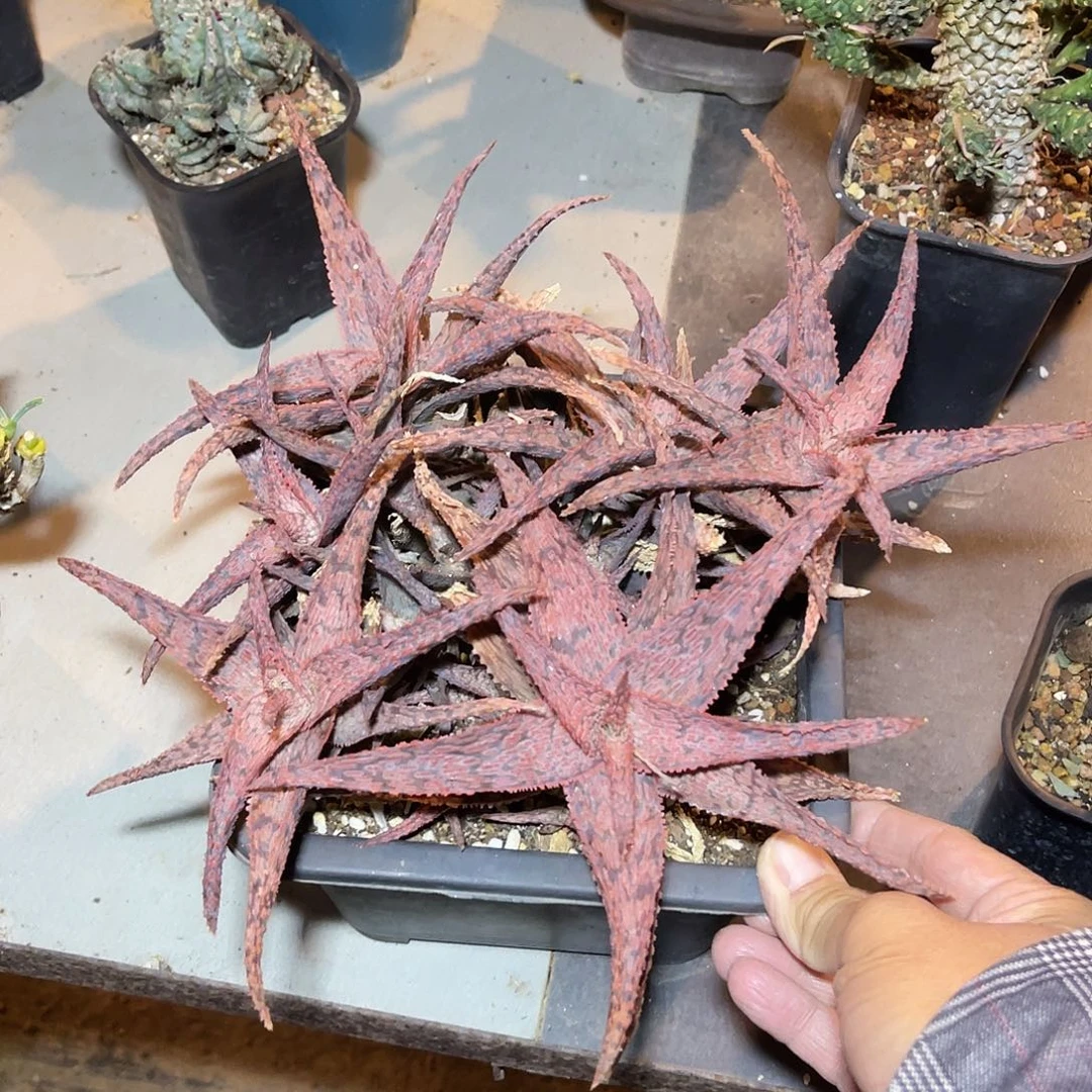 圣诞芦荟大群一物一拍脱土发