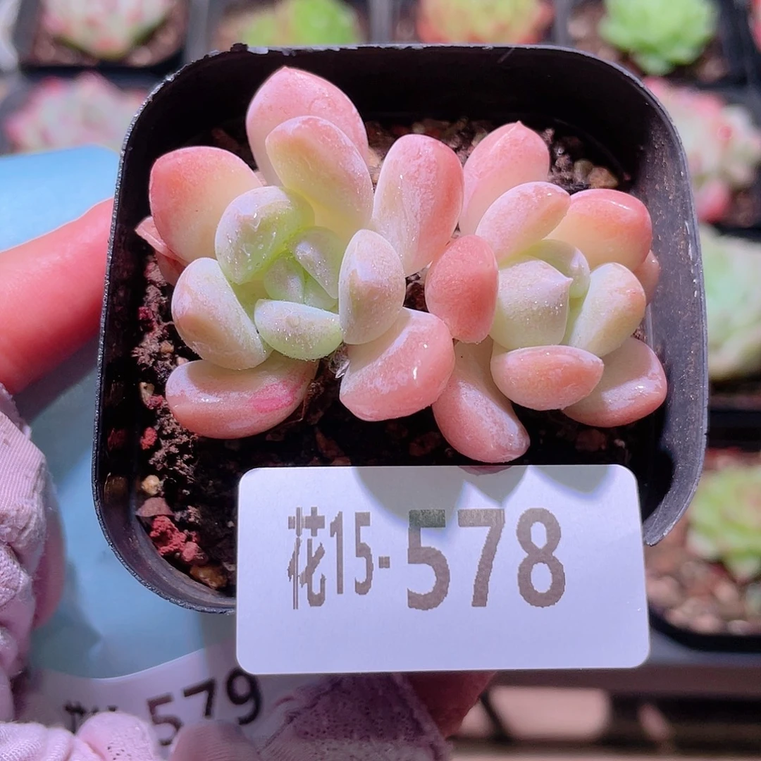 花利美15-578奶糖