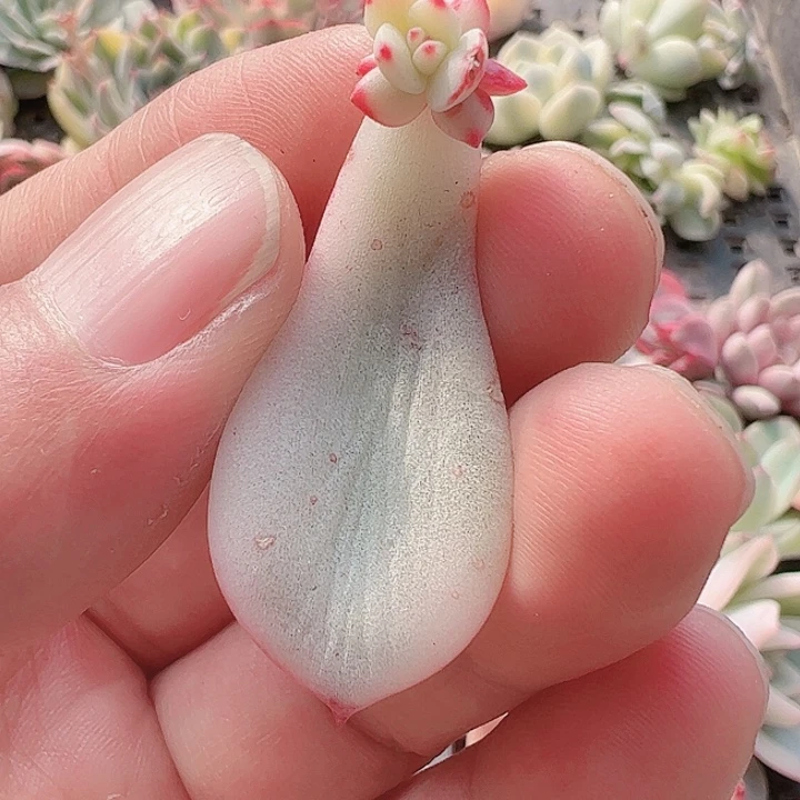 呵*多肉植物多肉植物