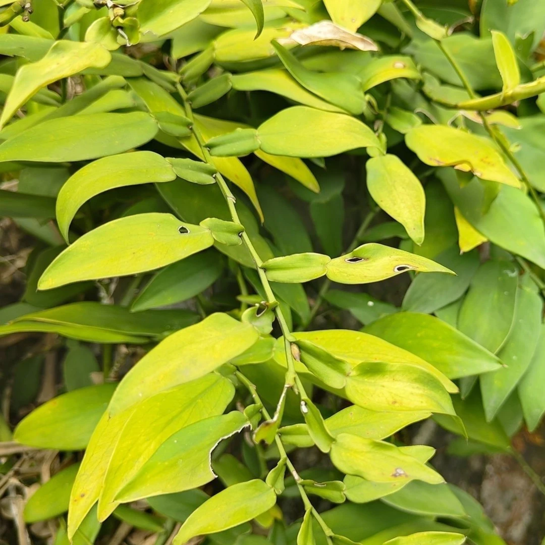 四川自然采摘干货中草药材石柑子蜈公巴岩柑子葫芦爬山香石蒲藤