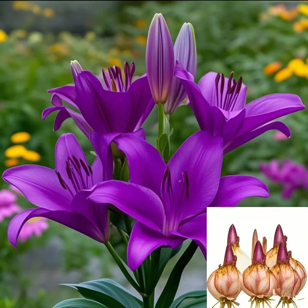 香水百合花卉种球进口重瓣多头花耐寒四季盆栽室内外花卉绿植盆栽
