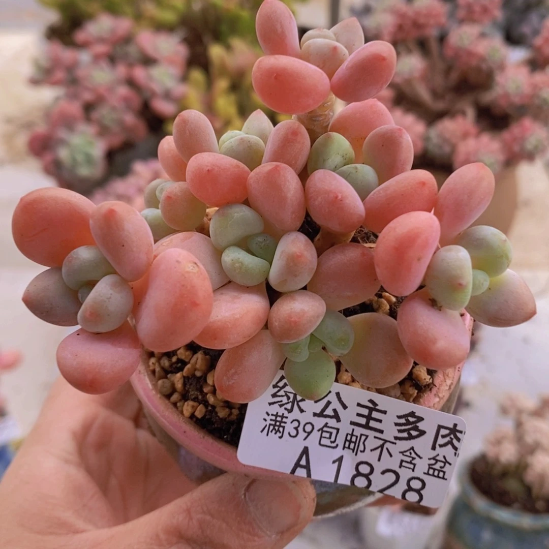 橘子香水洛神7cm1828多肉植物
