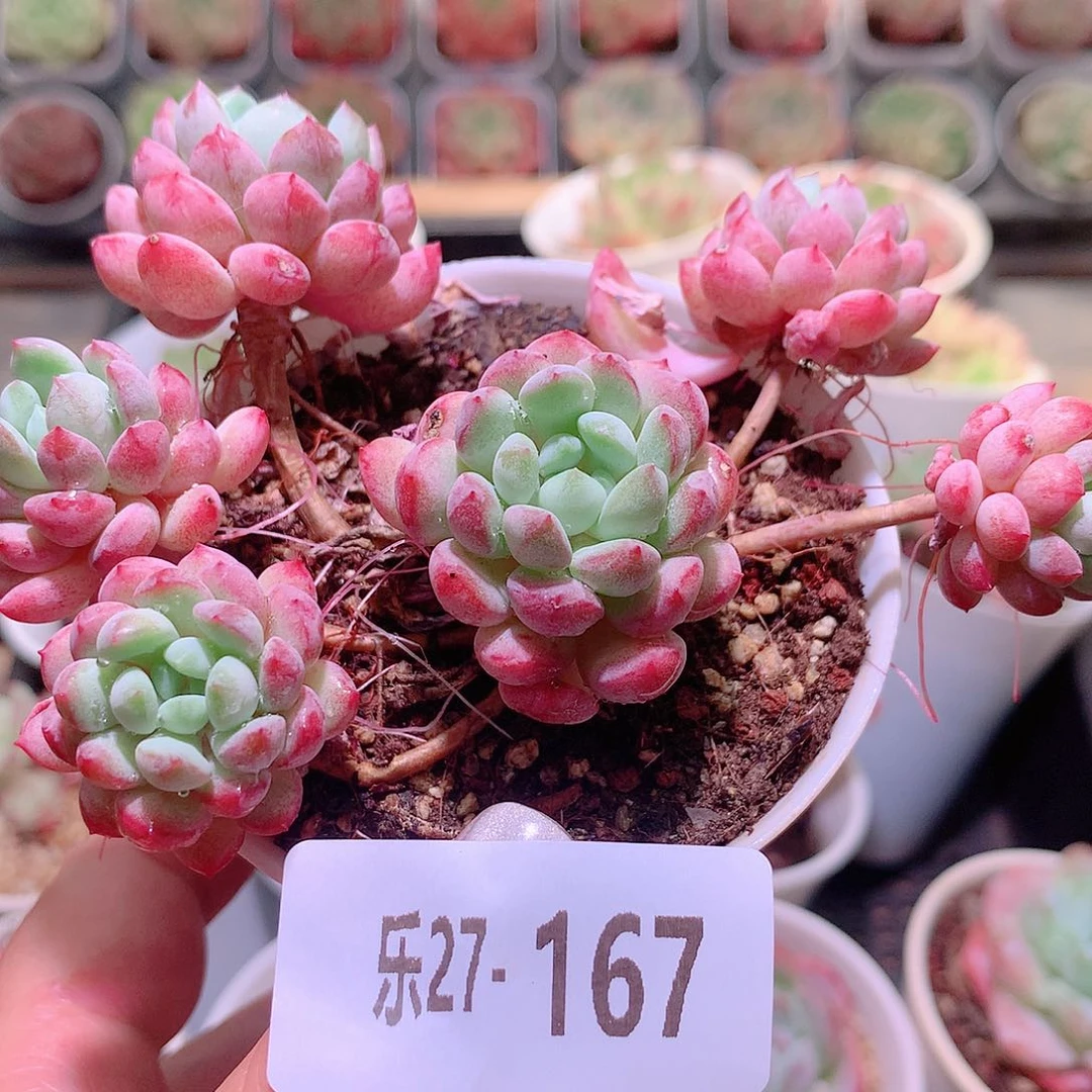 乐然27-167 珍珠豆