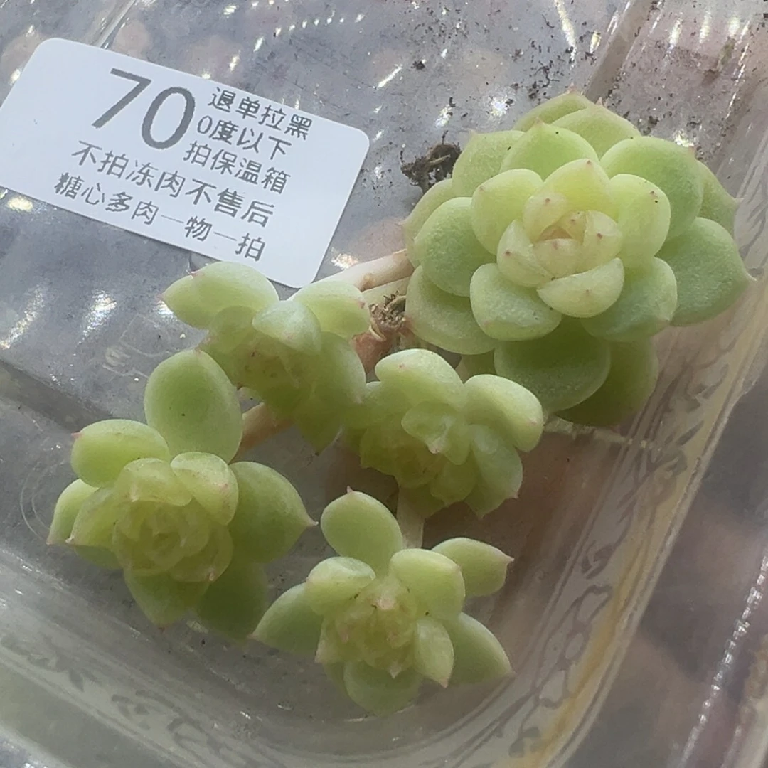 糖心多肉一物一拍70