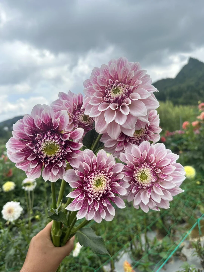 爆款[丁香]品种自己备注荷兰进口重瓣大丽花包对版