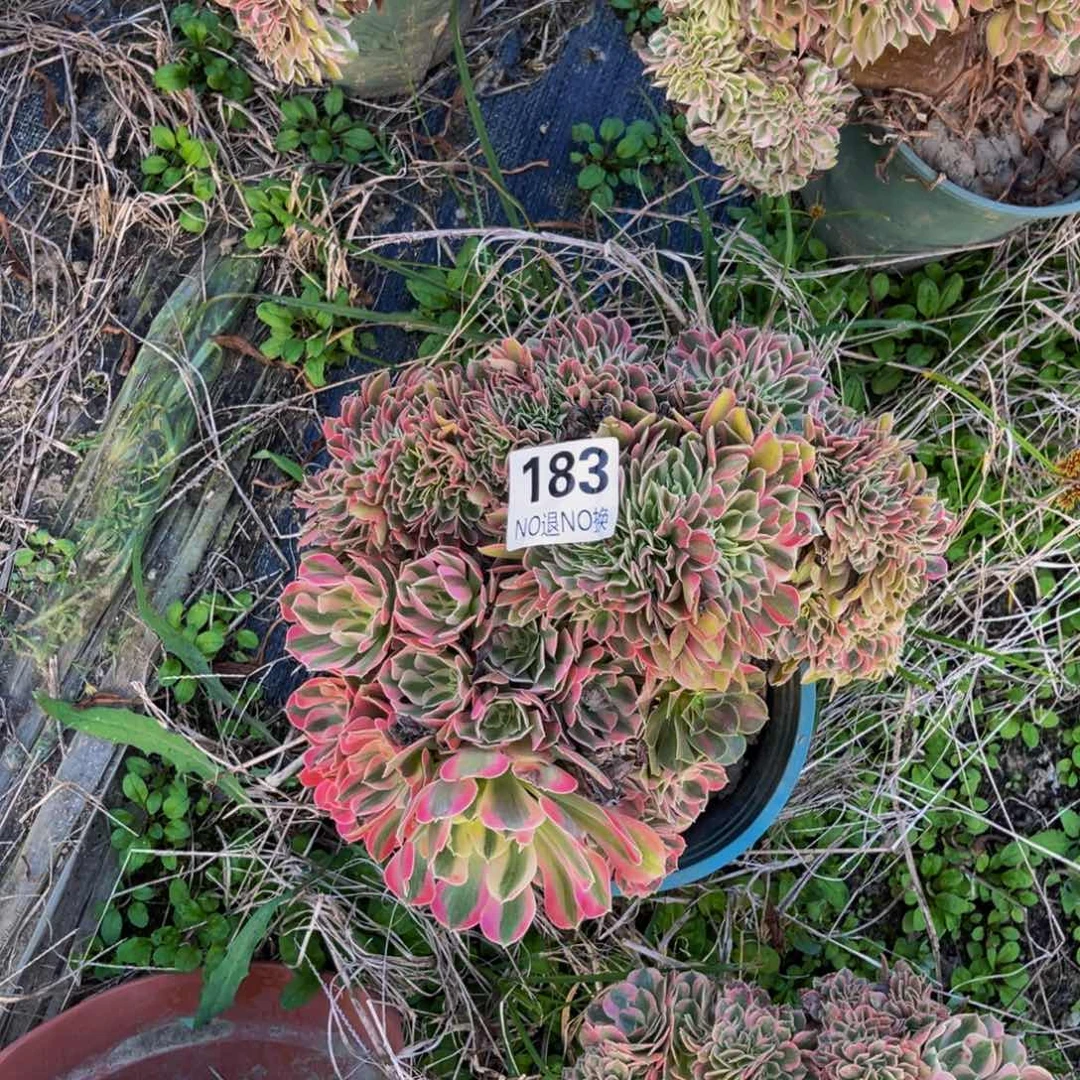 粉女巫法师缀化5-外