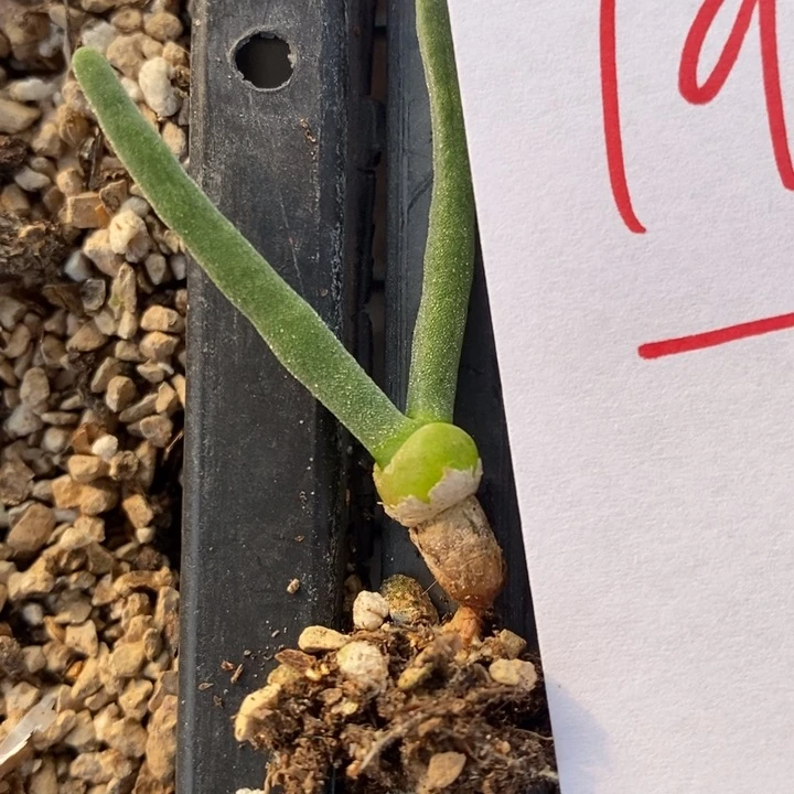 19102兔子一颗一颗