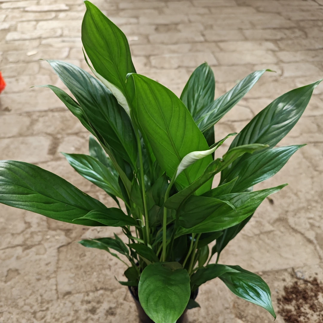 100杯白掌一帆风顺