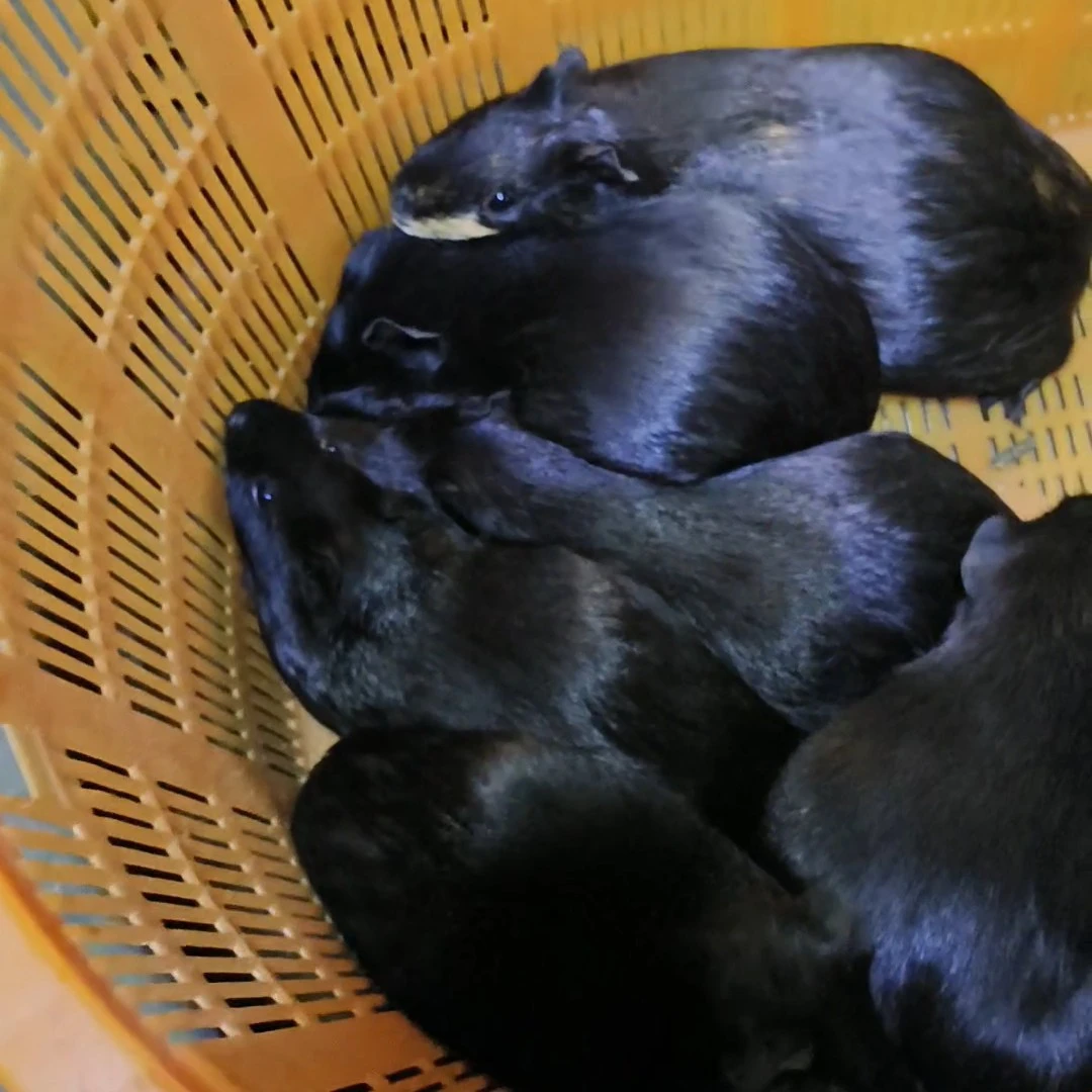 仓鼠豚鼠荷兰猪一公三母纯黑青年猪