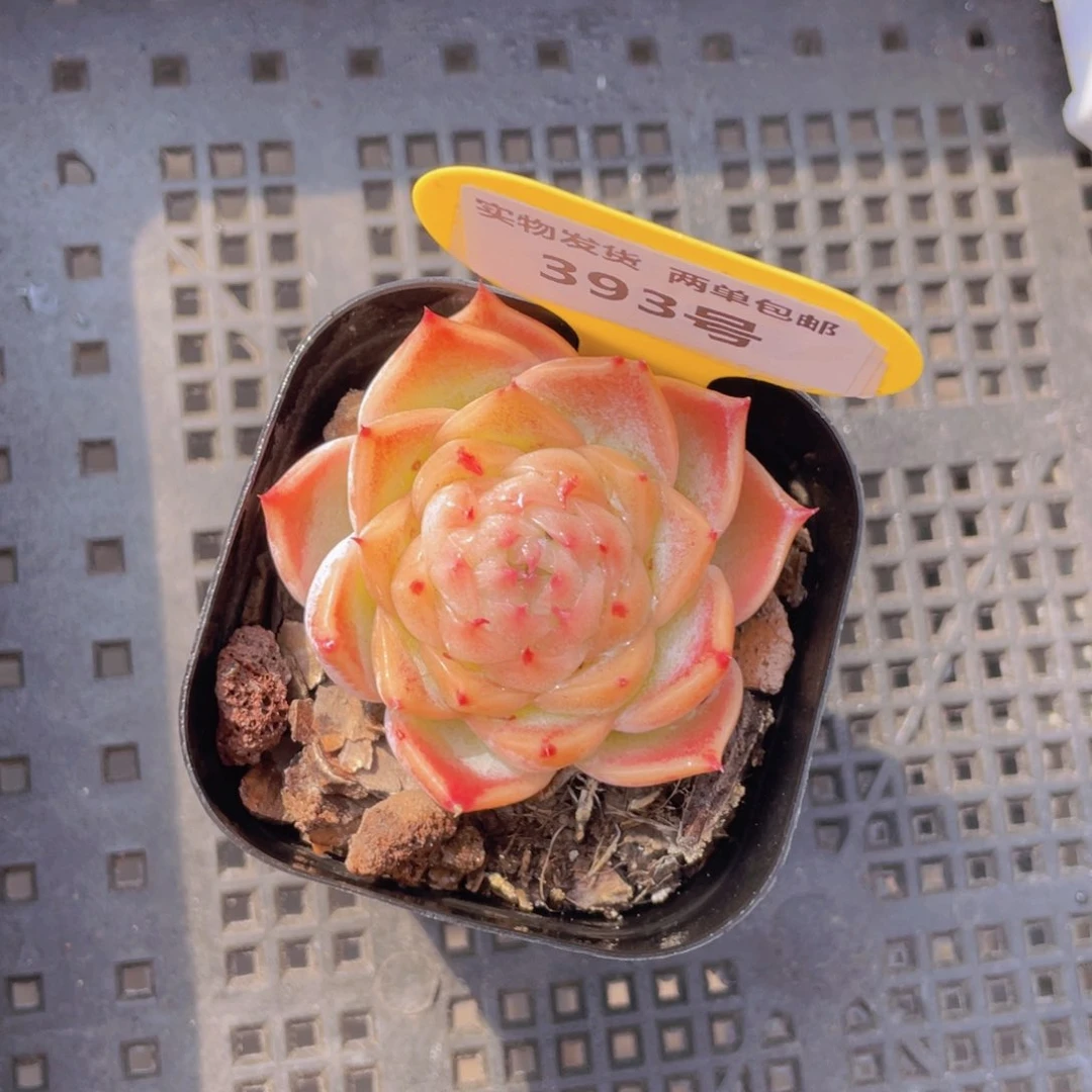 393号粉黛珍妮单头一个