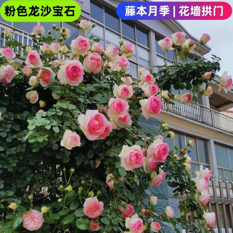 【粉龙沙宝石买一送一】爬藤蔷薇花苗庭院拱门藤本月季四季特大花