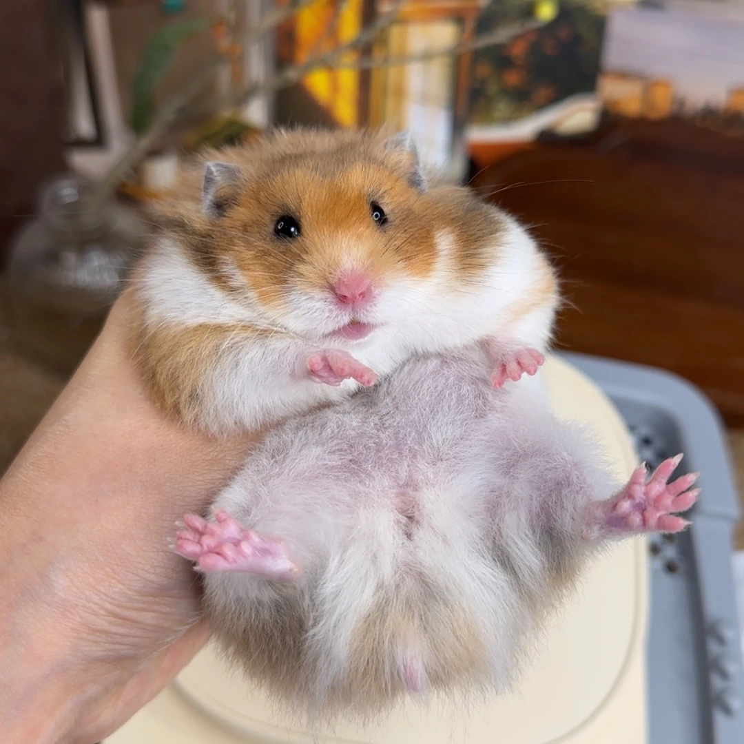 虎纹妹妹134g9.8生