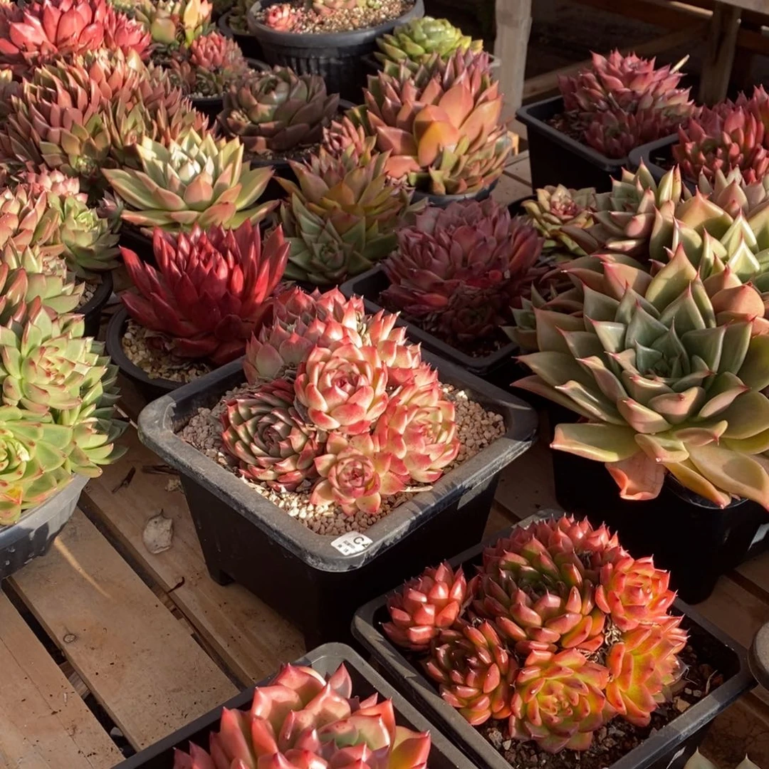 保温箱零下五度以下请拍