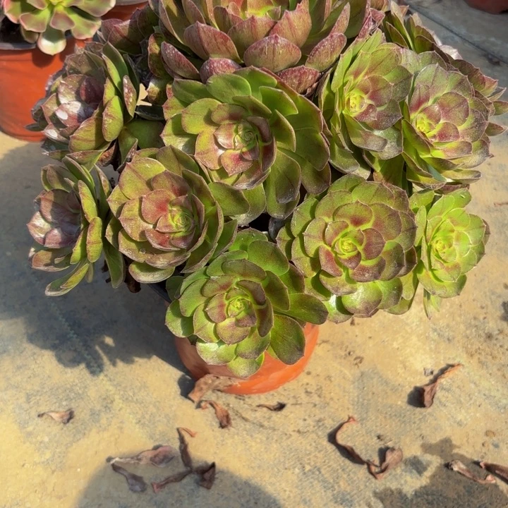 瑞妈多肉园艺234万黑，