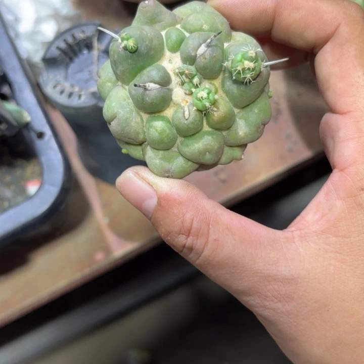 有根无刺象牙好养