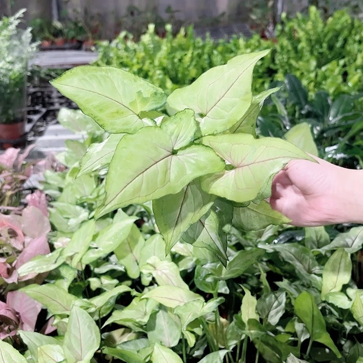 完全开放420莱拉合果芋