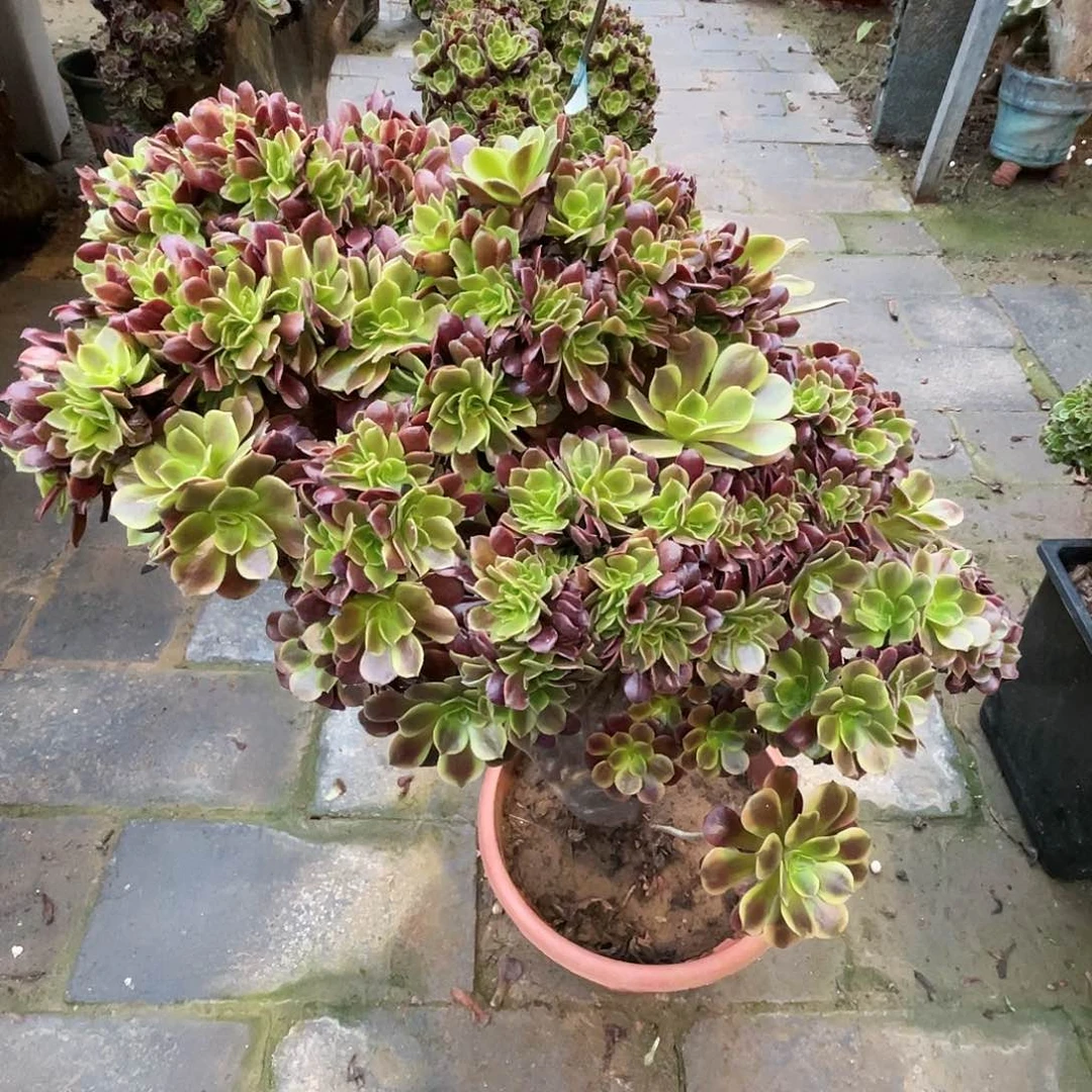 【闪购商品】全部花朵欧嘉莉