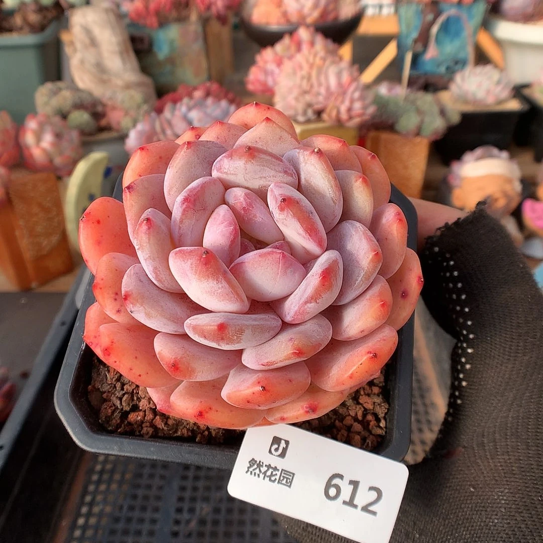 612果冻橙多肉植物66