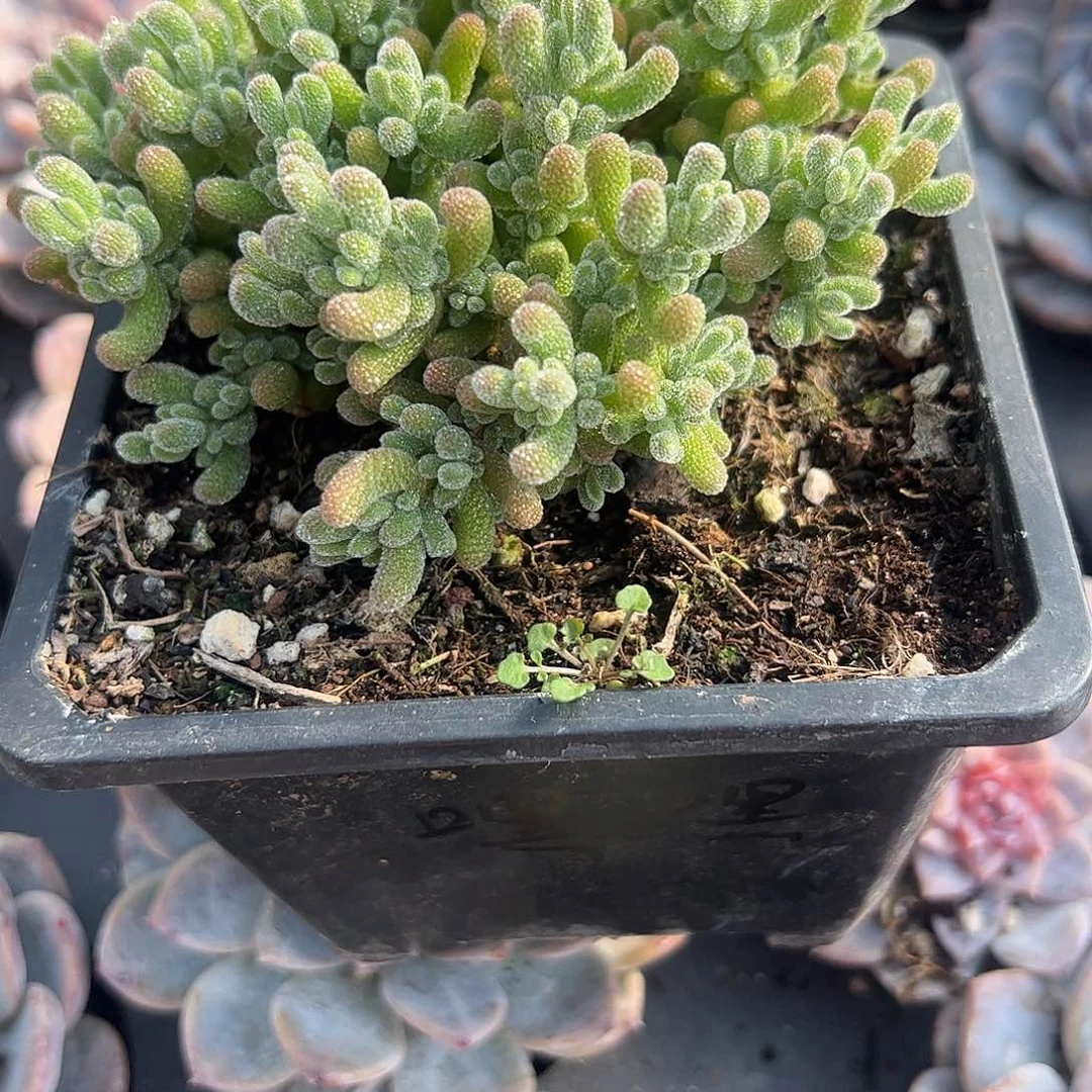 嘿****枝干番杏大盆冰晶