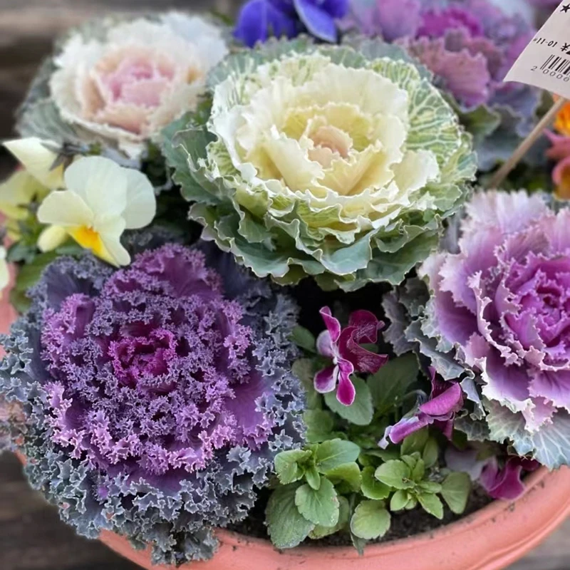 花自开羽衣甘蓝盆栽耐寒庭院阳台观叶植物冬季花卉