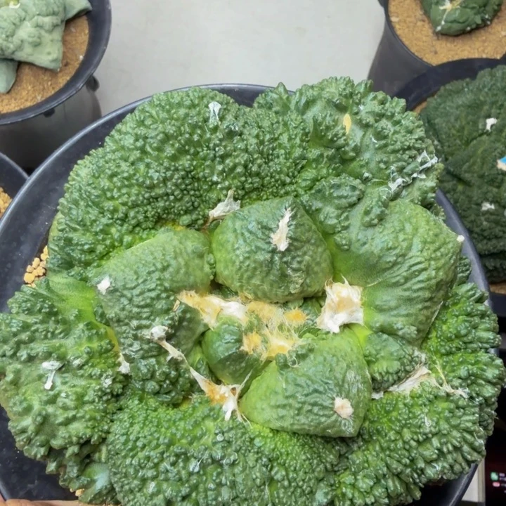 超级无敌哥斯拉怒9cm尤宽