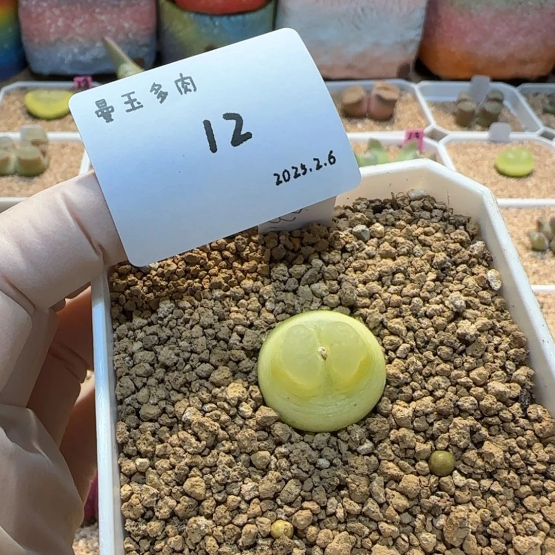 叼*多肉多肉多肉2.6-012