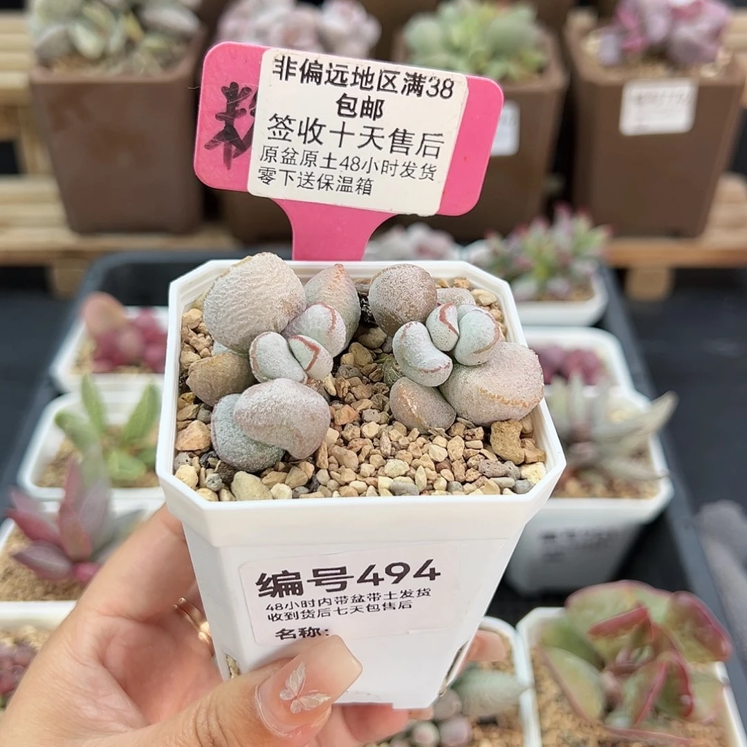 494硬叶白蛋多肉植物