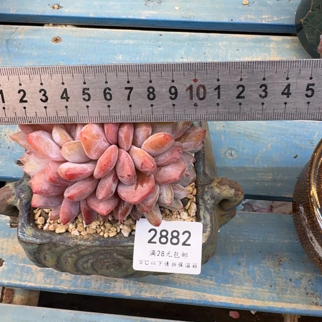 秘**使2882星影10-11cm无砍