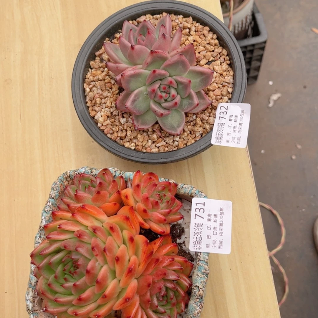 731.732两颗东云德华多肉