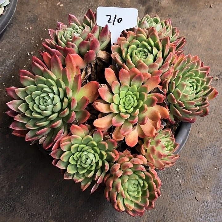 多肉植物，红女巫210号