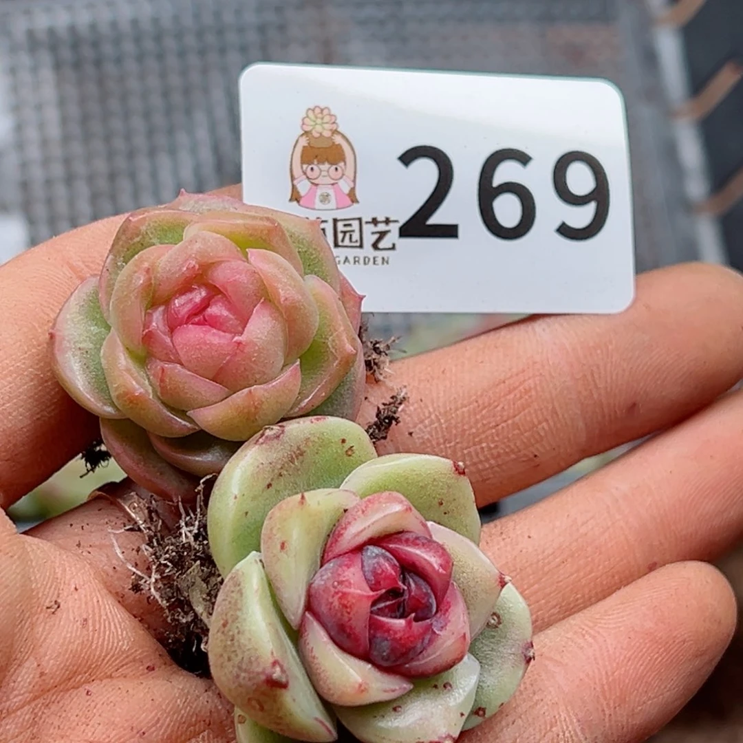 夏**颜多肉植物多肉植物