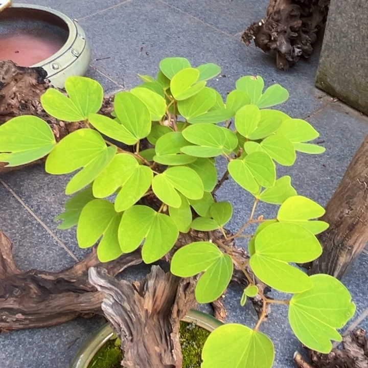 无花朵金丝红木羊蹄甲盲拍
